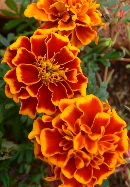 this is a Marigolds flower