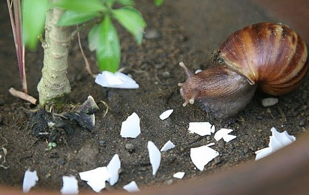 this is a genius uses for eggshells