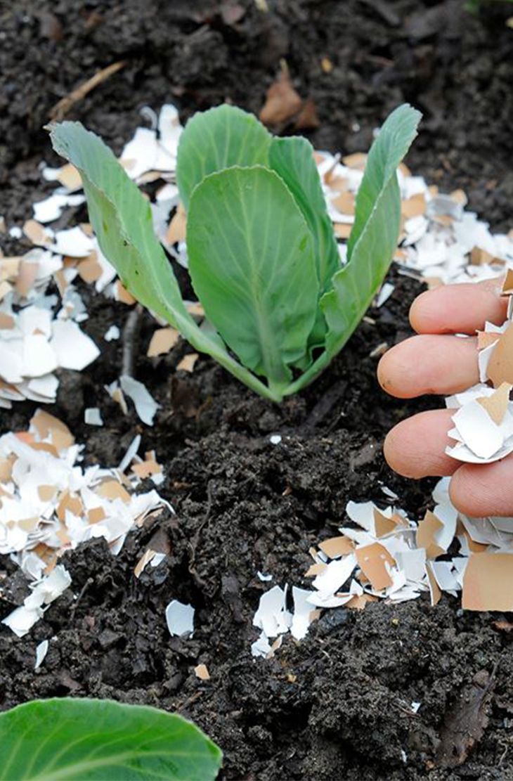 this is a genius uses for eggshells