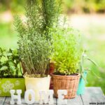 this is a Herb Garden Ideas for Tiny Spaces