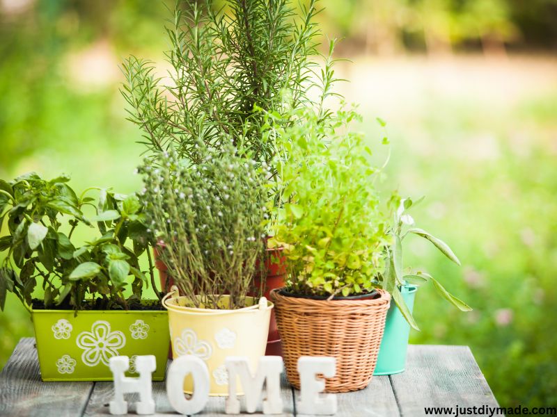 this is a Herb Garden Ideas for Tiny Spaces