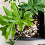 this is a genius uses for eggshells