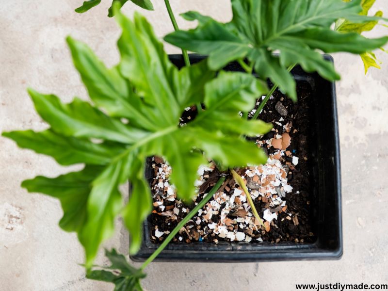 this is a genius uses for eggshells