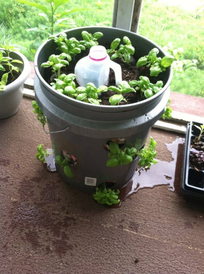 this is a Milk Jug Planter with Bottom Reservoir